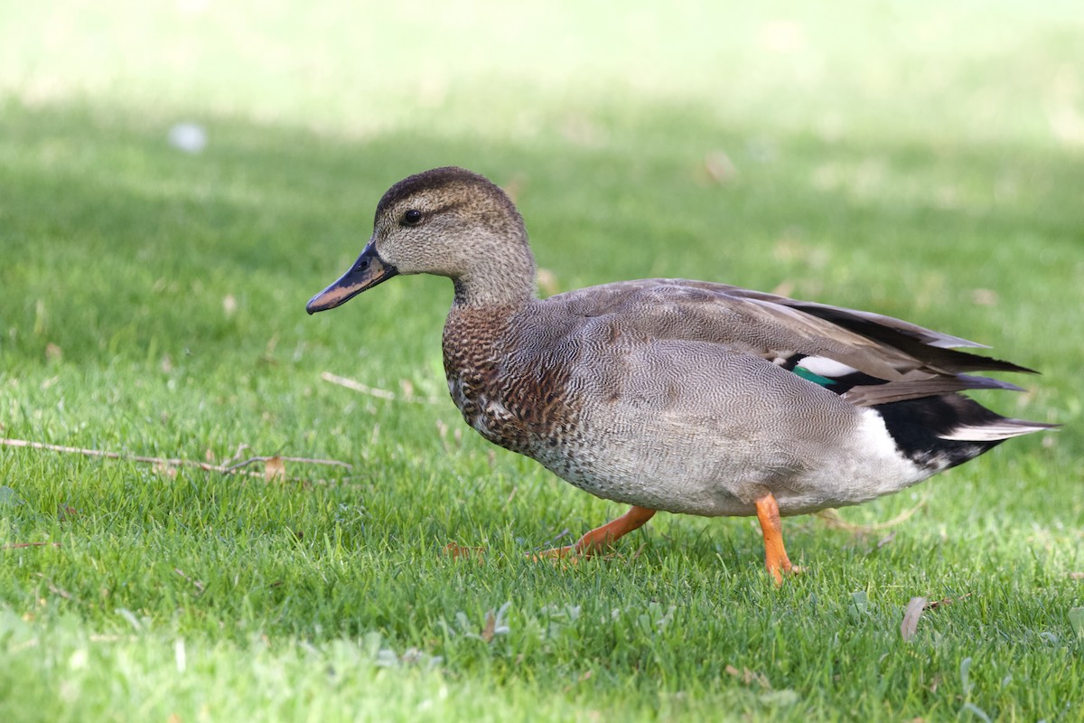 Gadwall x Mallard (hybrid) - ML642747031