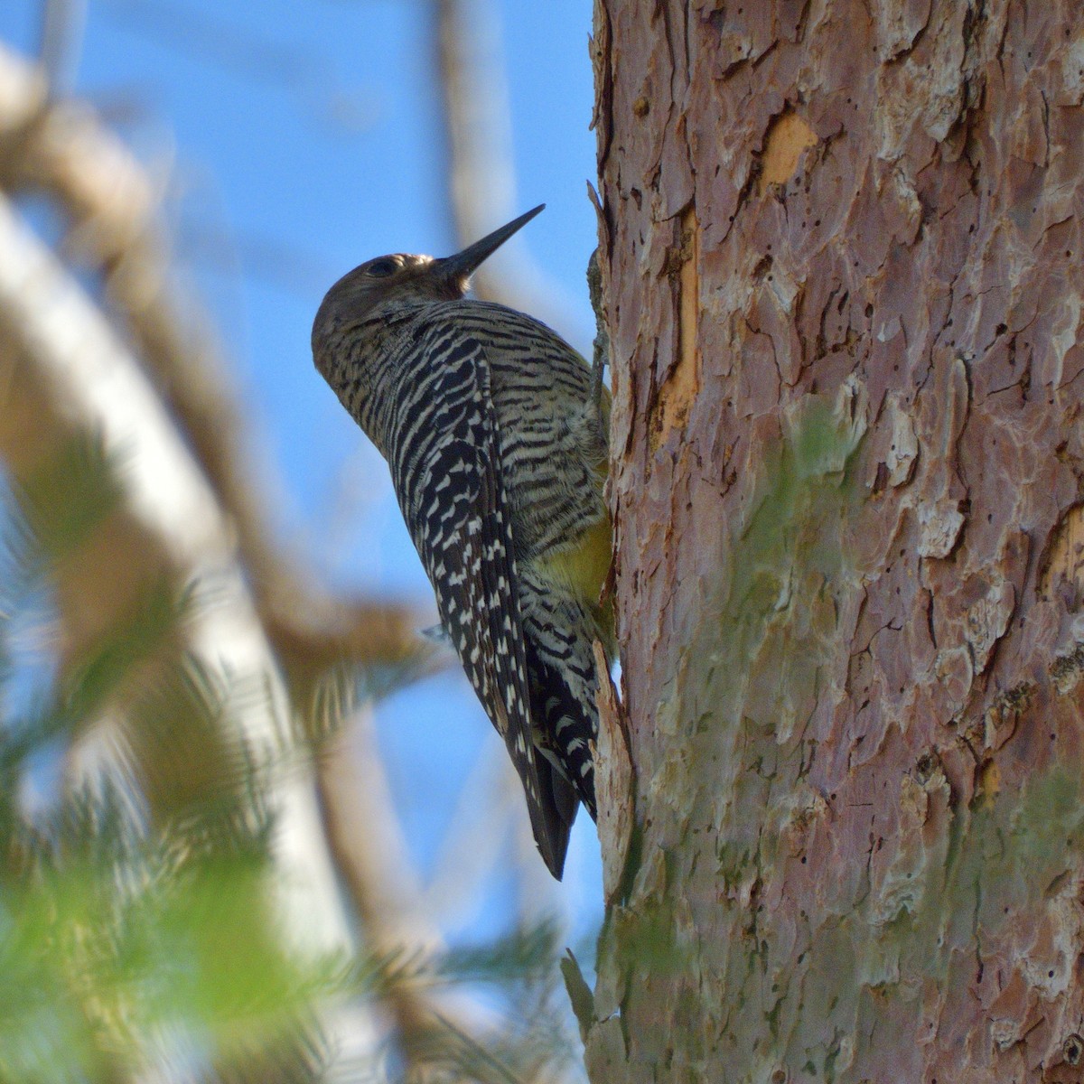 Williamson's Sapsucker - ML642747035