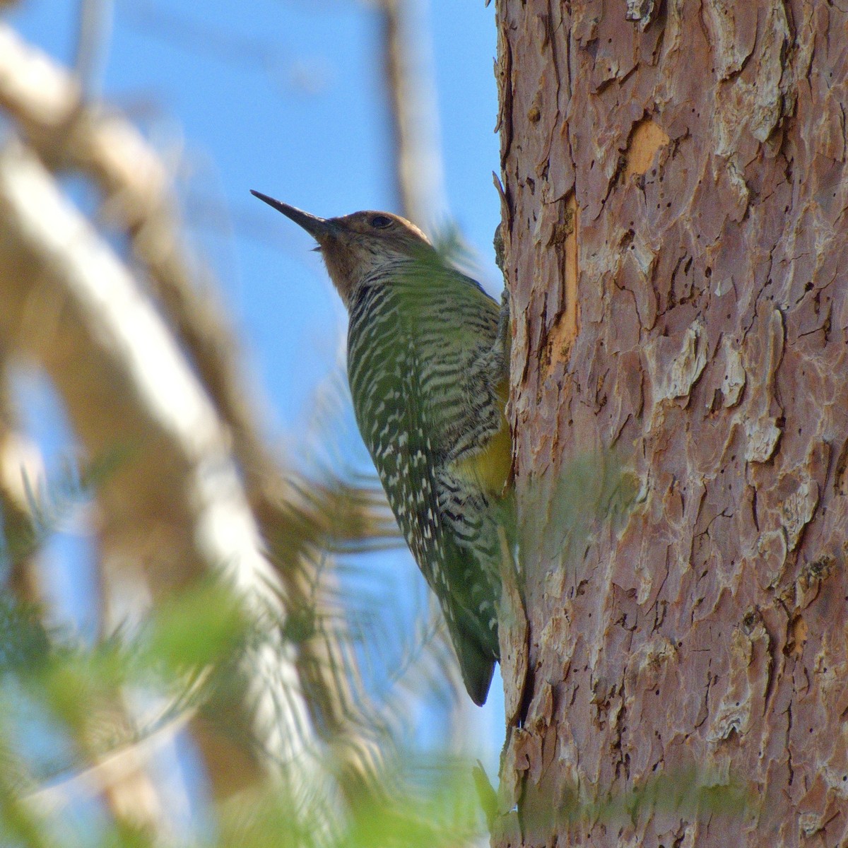 Williamson's Sapsucker - ML642747037