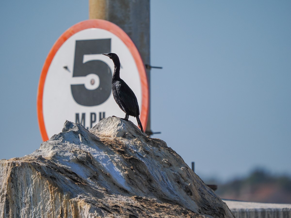 Pelagic Cormorant - ML642747058