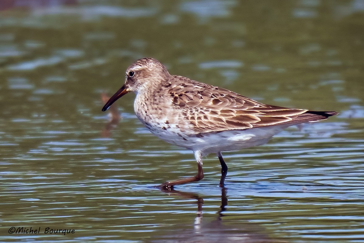 White-rumped Sandpiper - ML642747067