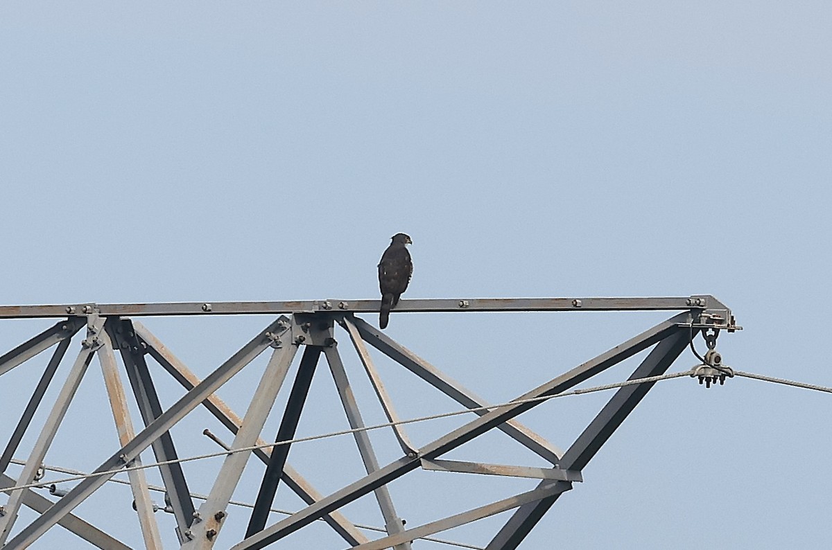 鳳頭蒼鷹 - ML642747080