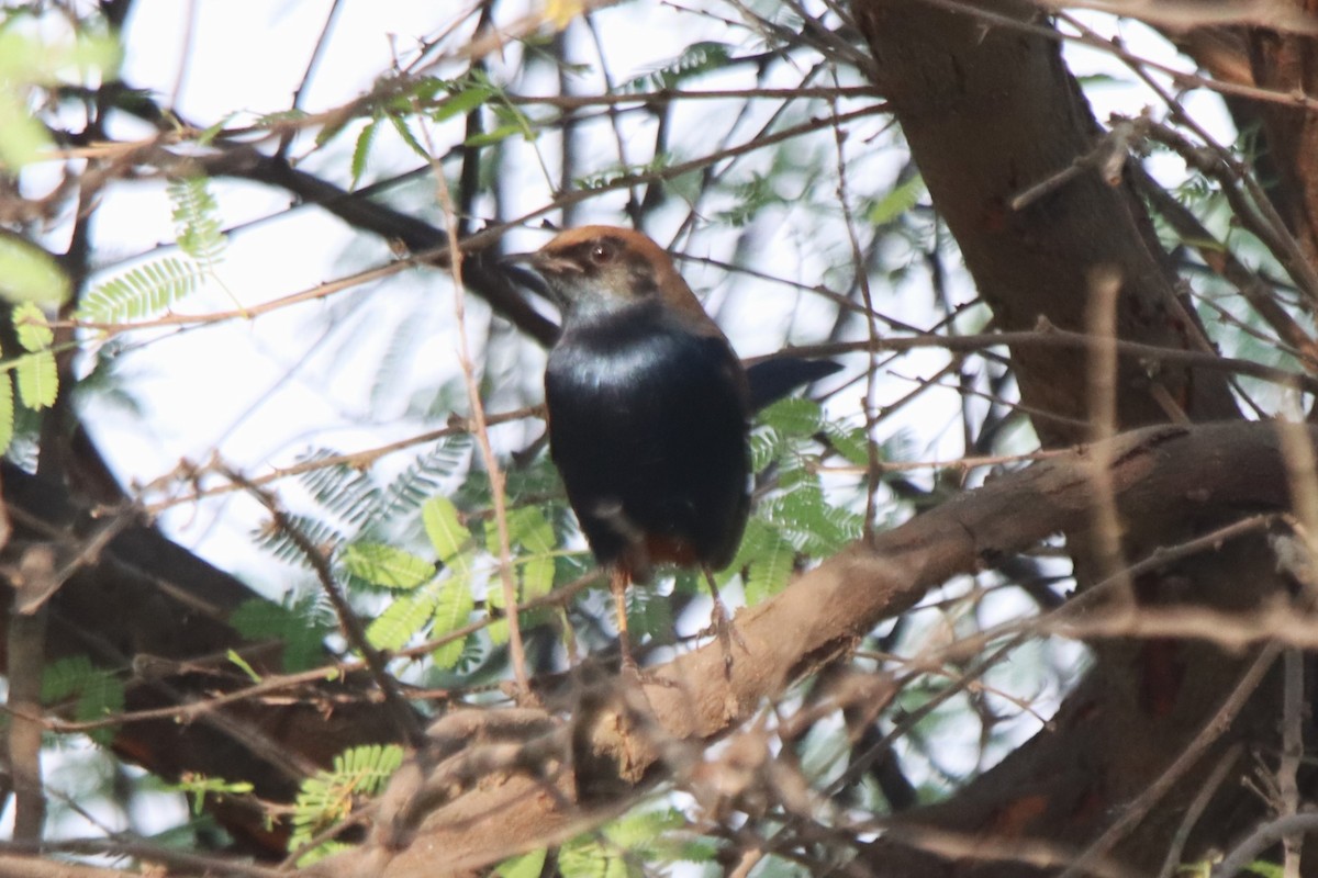 Indian Robin - ML642747083