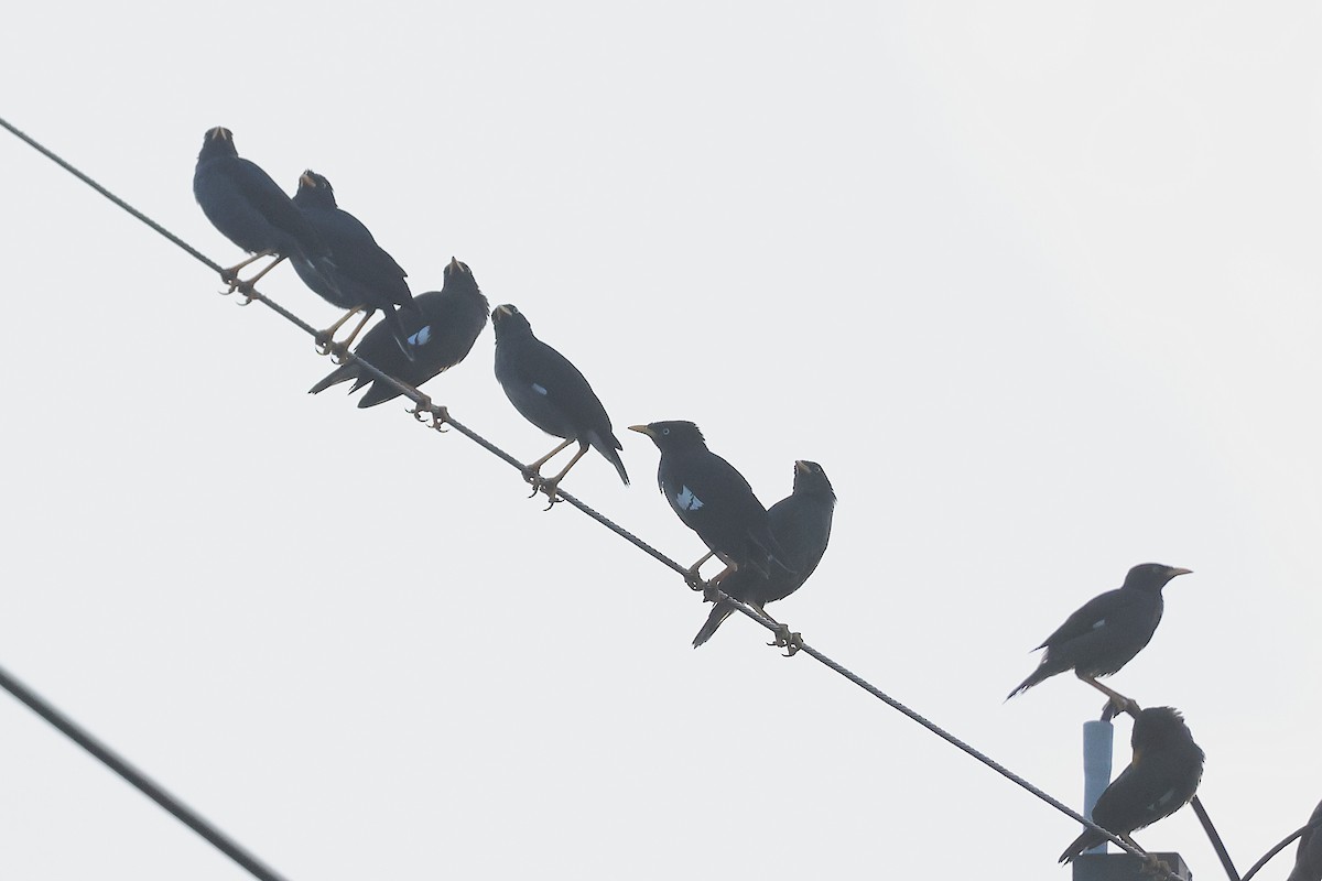 Javan Myna - ML642747086