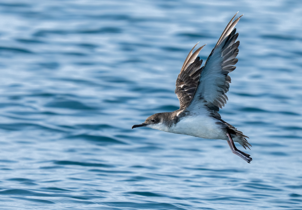 Balearic Shearwater - ML642747091
