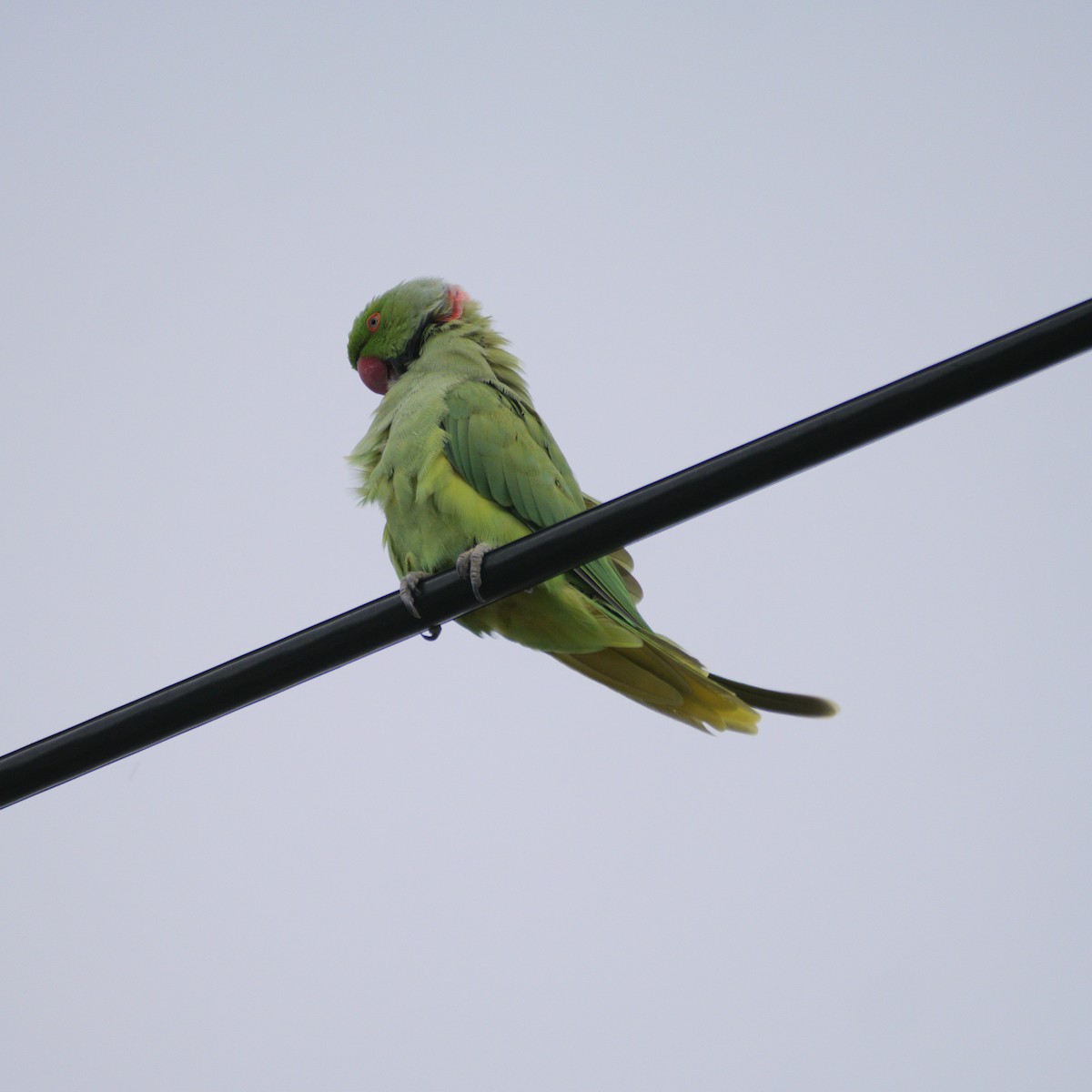Rose-ringed Parakeet - ML642747099