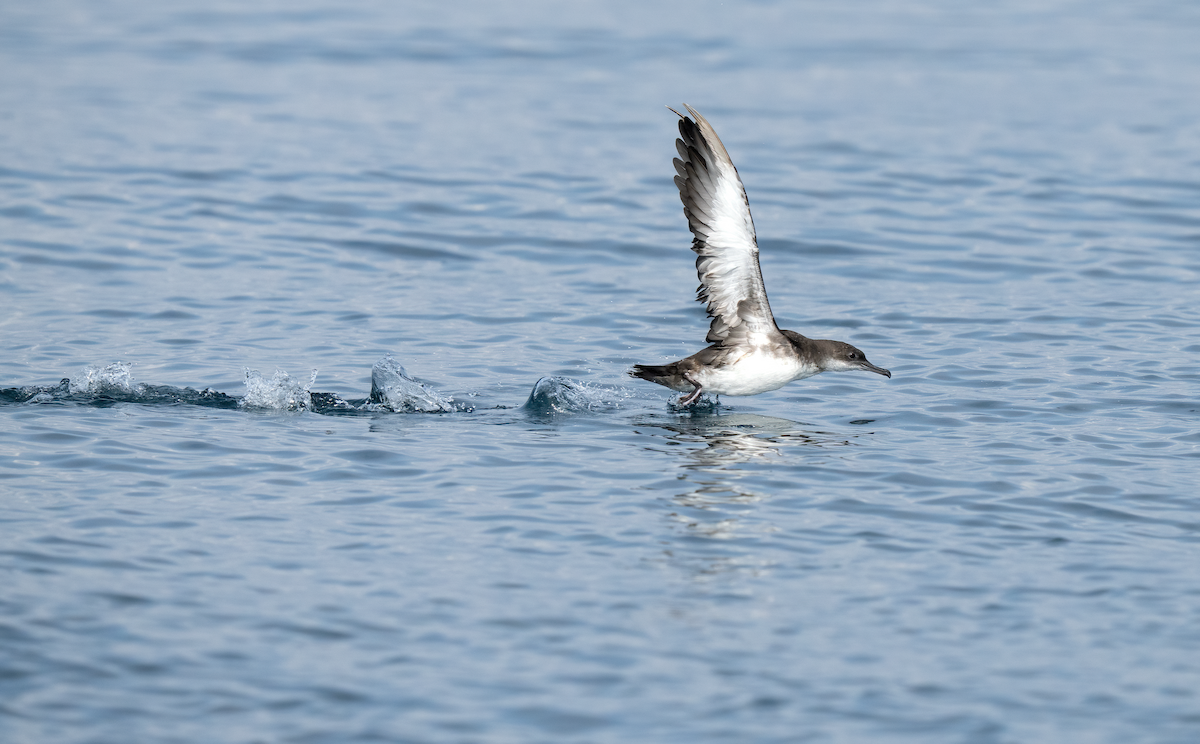 Balearic Shearwater - ML642747100