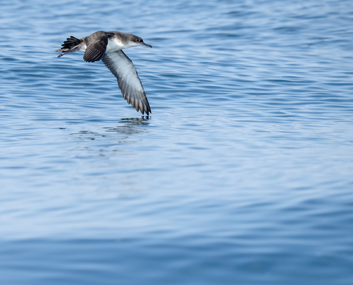 Balearic Shearwater - ML642747101