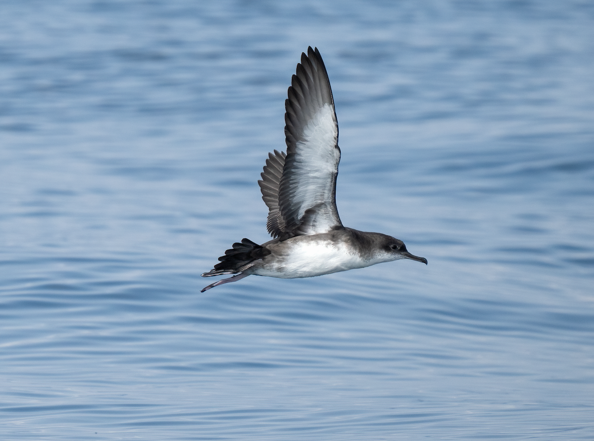Balearic Shearwater - ML642747105