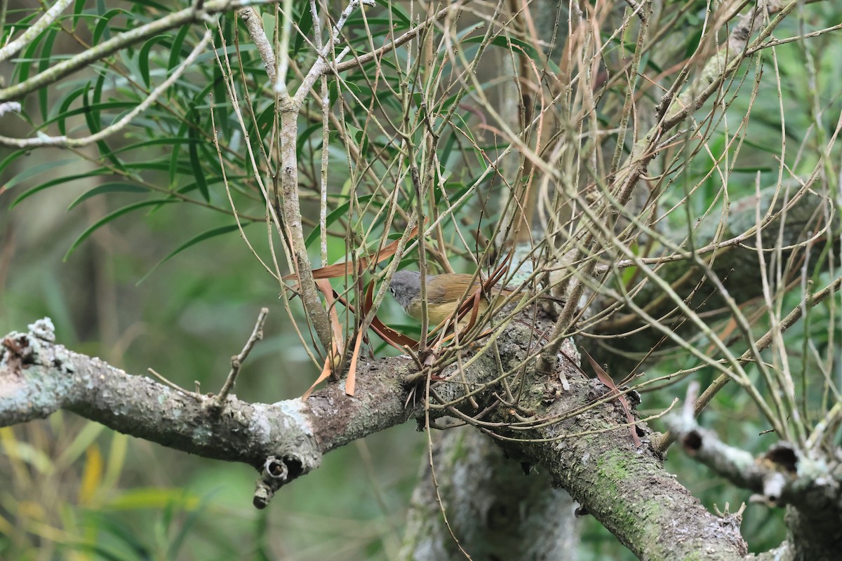 Morrison's Fulvetta - ML642747122