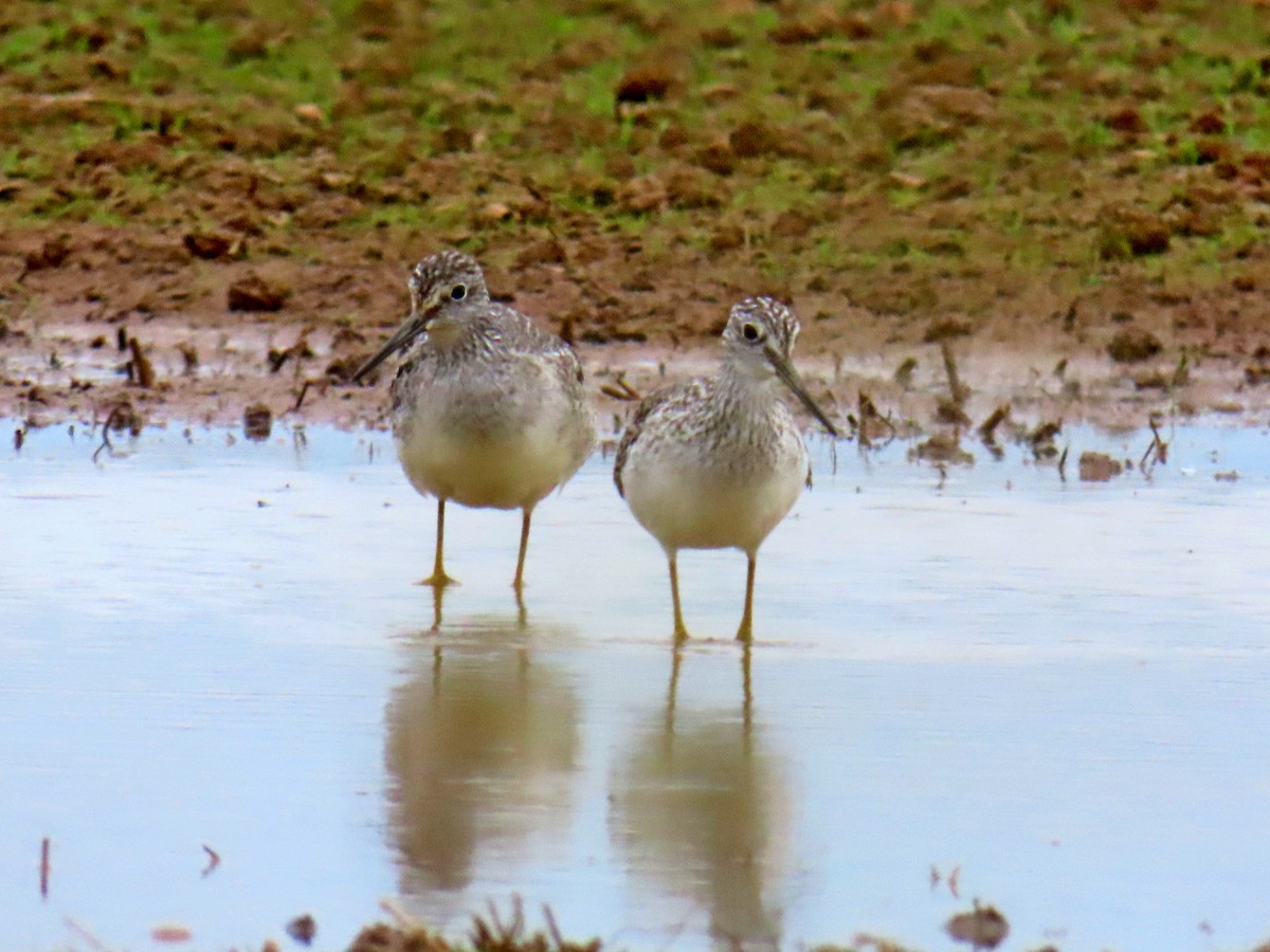 Greater Yellowlegs - ML642747131