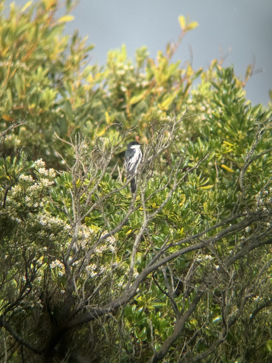 White-winged Triller - ML642747137