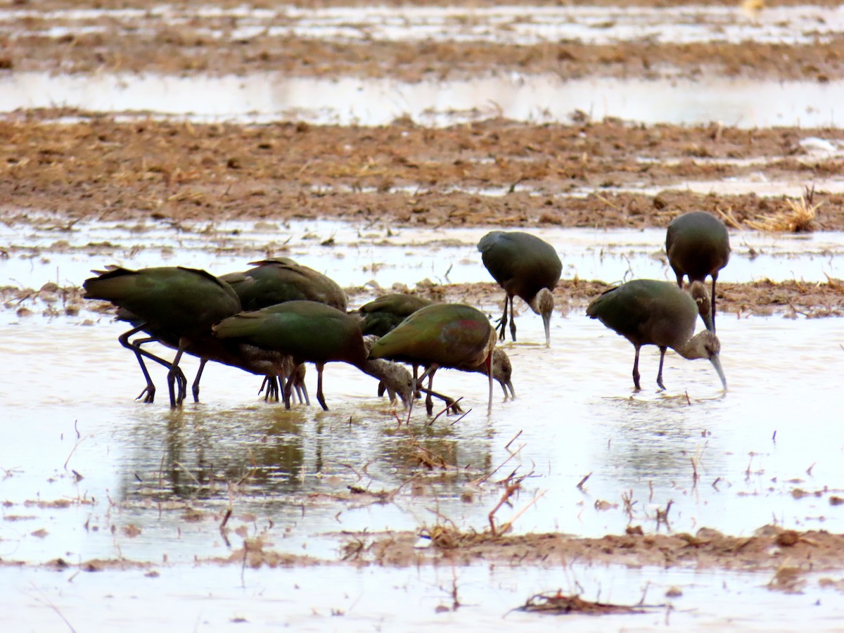 White-faced Ibis - ML642747141