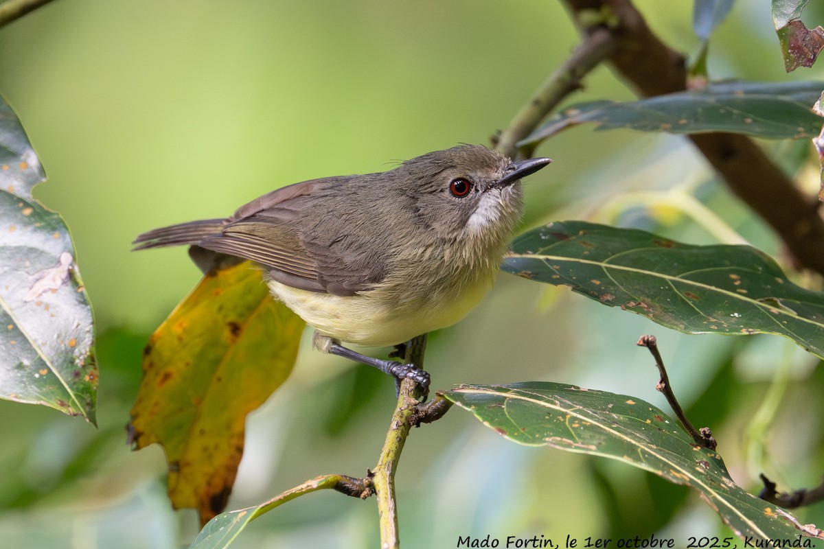 Fairy Gerygone - ML642747143