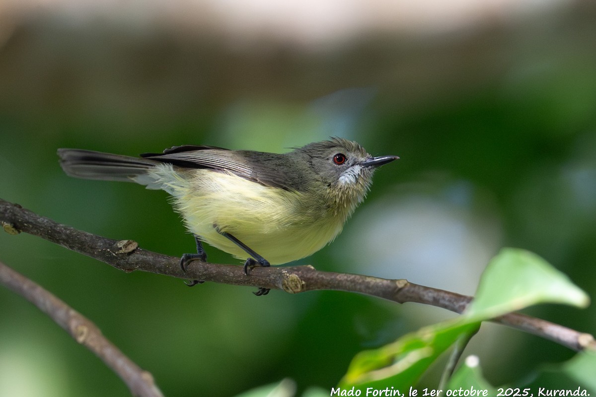 Fairy Gerygone - ML642747144