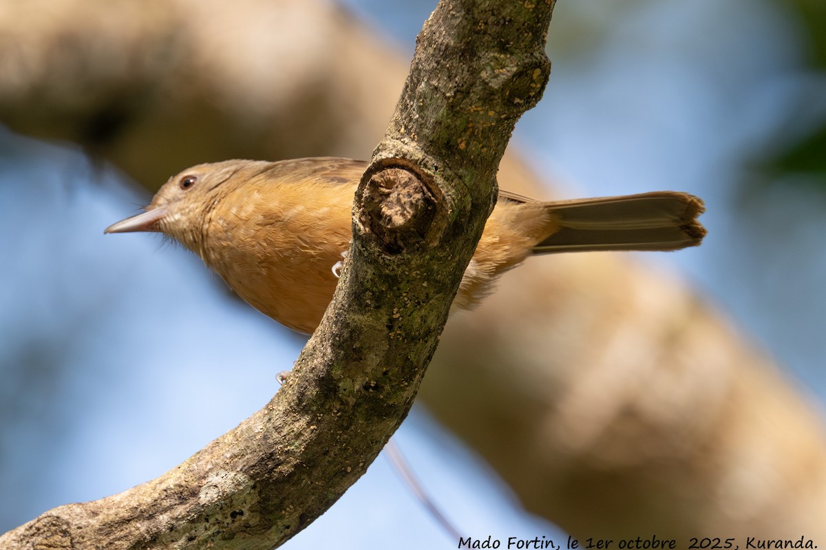 Rufous Shrikethrush - ML642747146