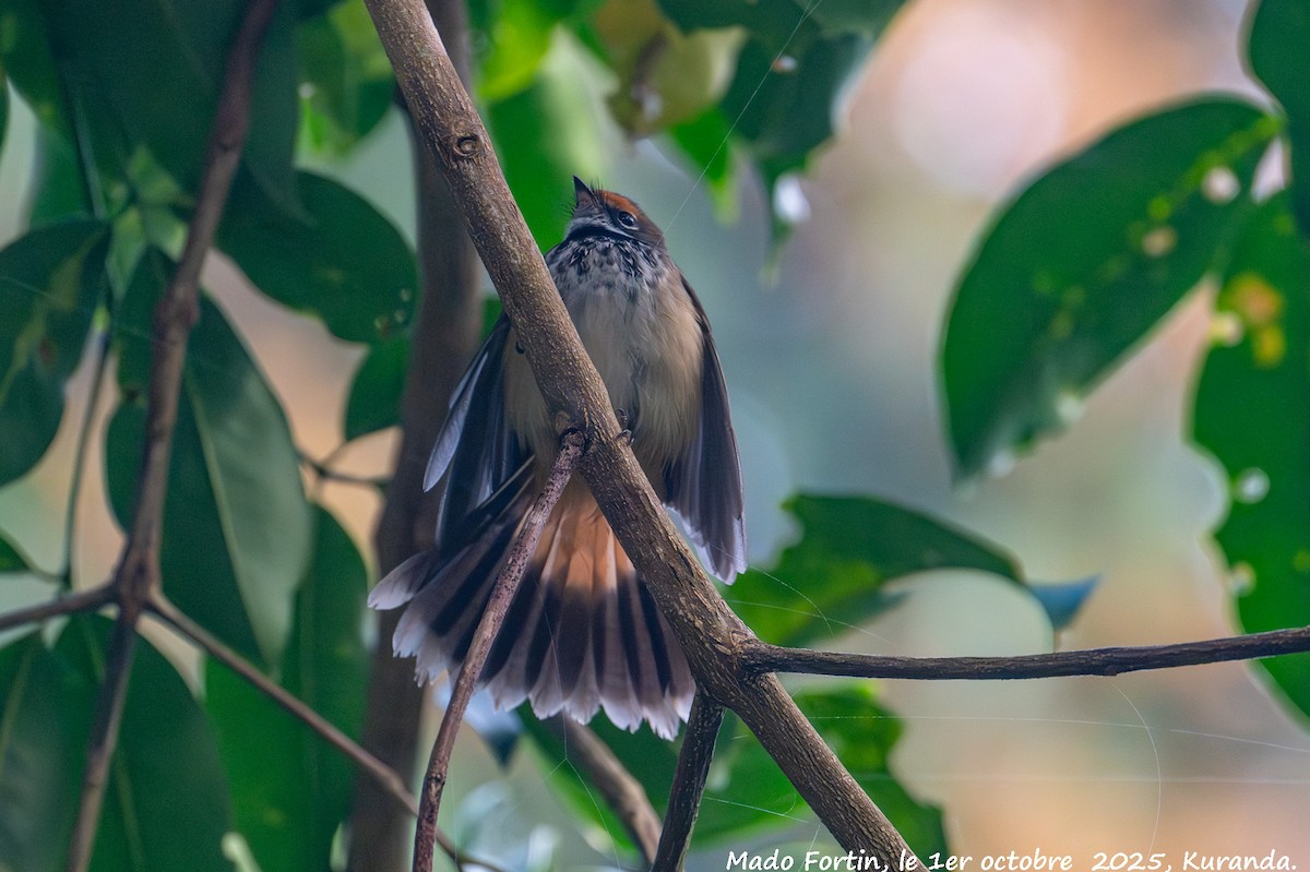 Australian Rufous Fantail - ML642747147