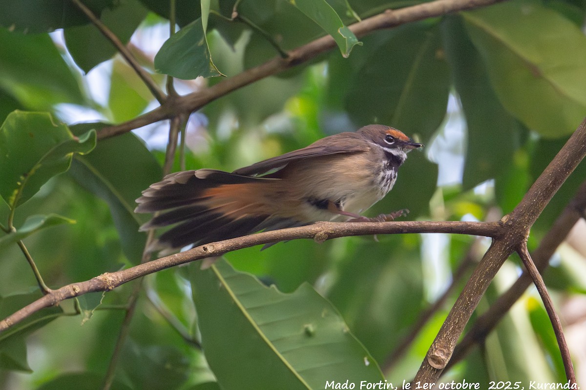 Australian Rufous Fantail - ML642747148