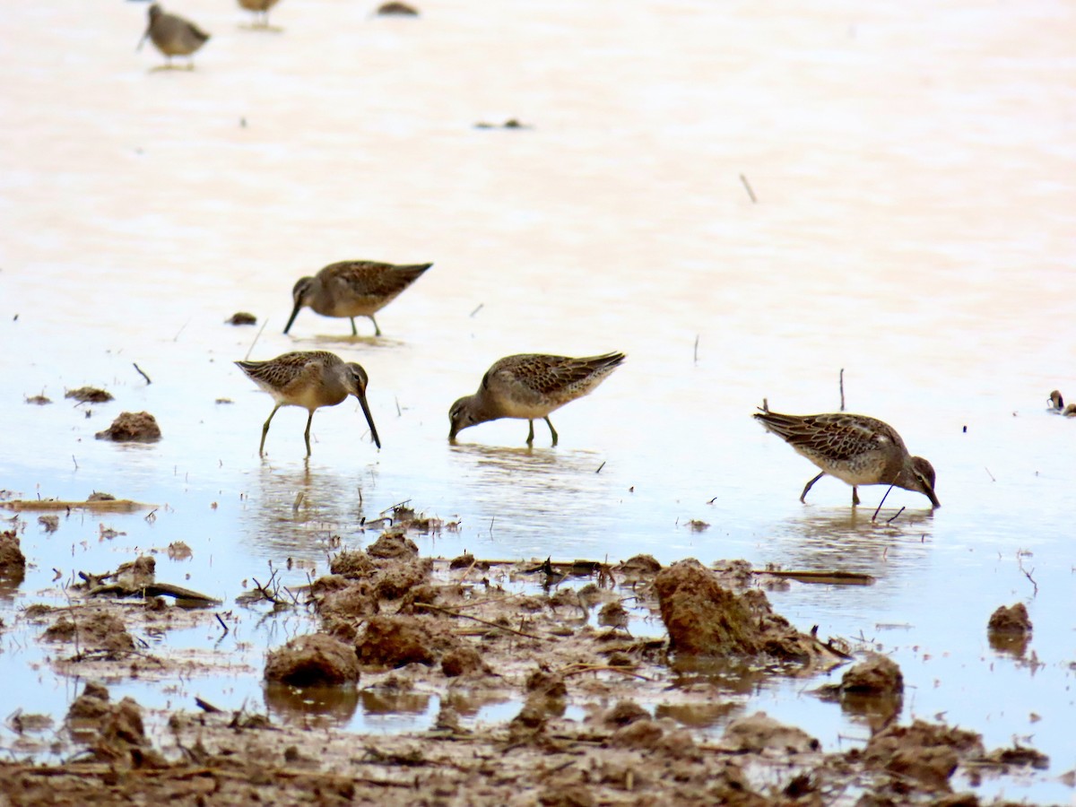 Long-billed Dowitcher - ML642747149