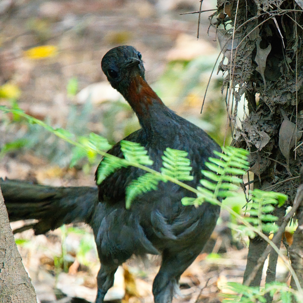 Superb Lyrebird - ML642747151