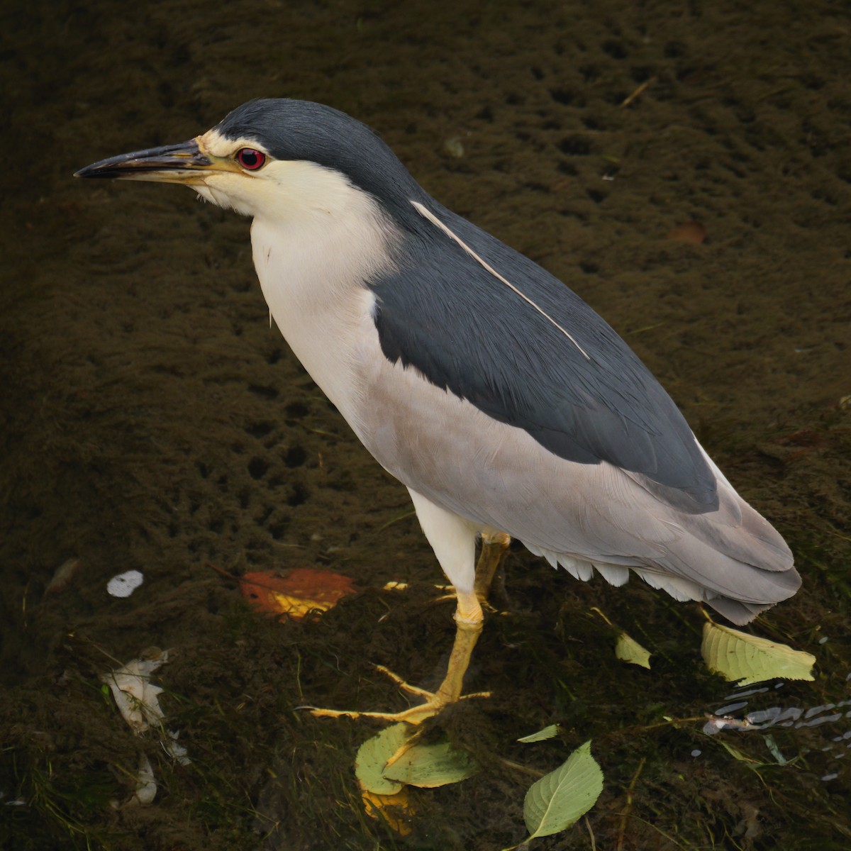 Black-crowned Night Heron - ML642747152