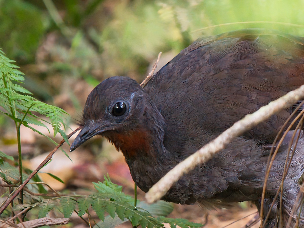 Superb Lyrebird - ML642747154