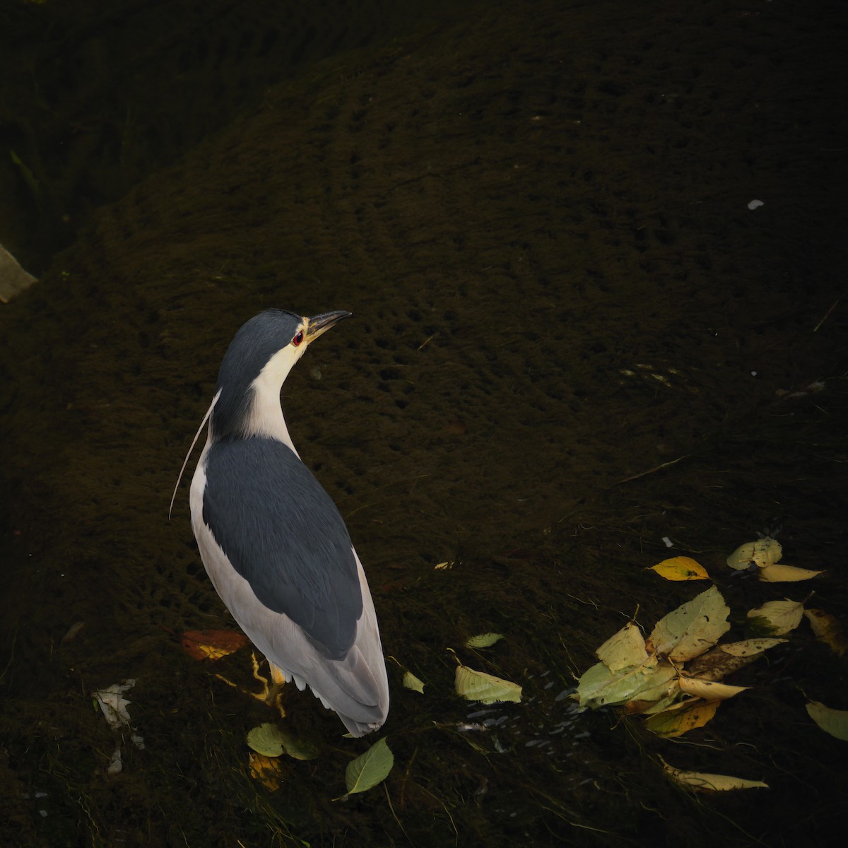 Black-crowned Night Heron - ML642747155