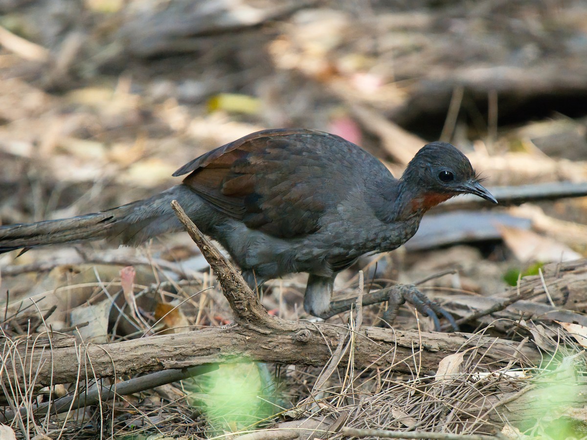 Superb Lyrebird - ML642747157