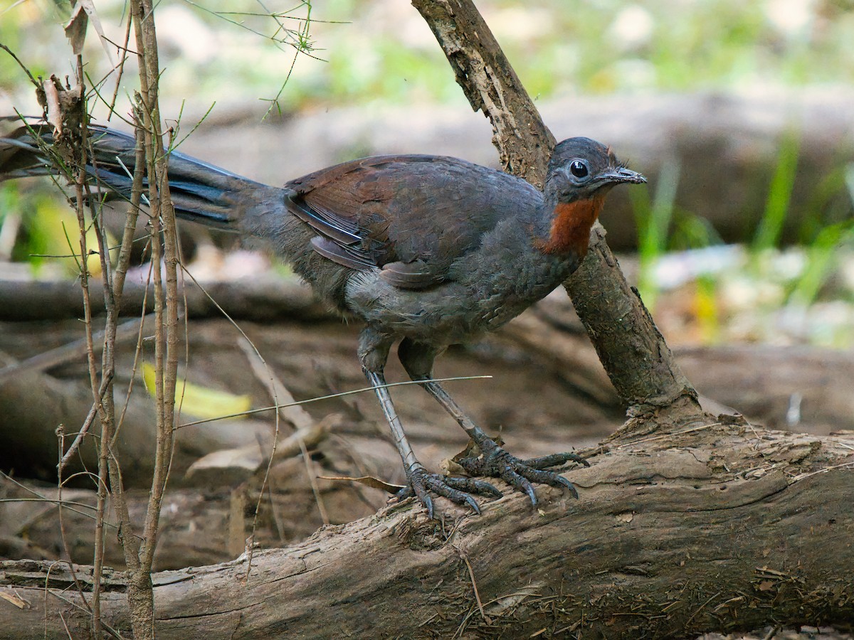 Superb Lyrebird - ML642747165