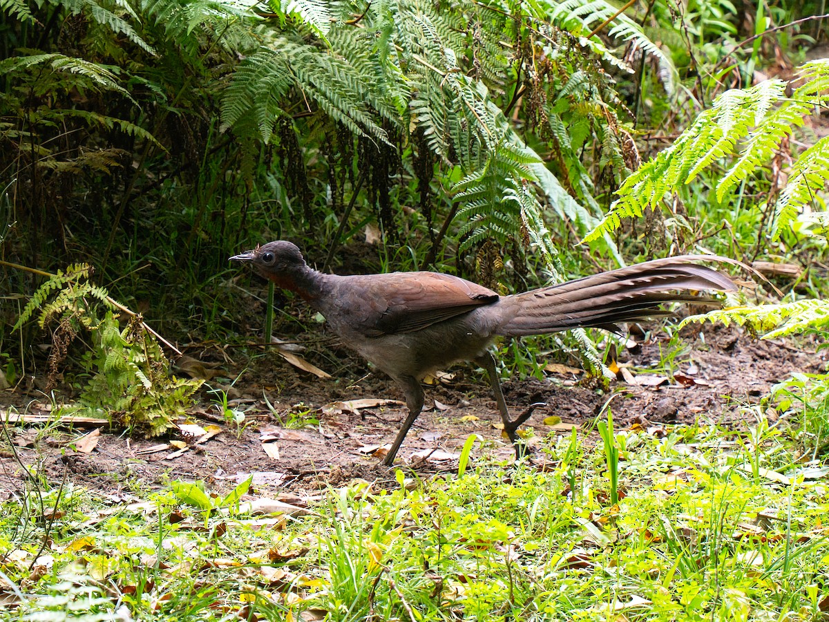 Superb Lyrebird - ML642747166