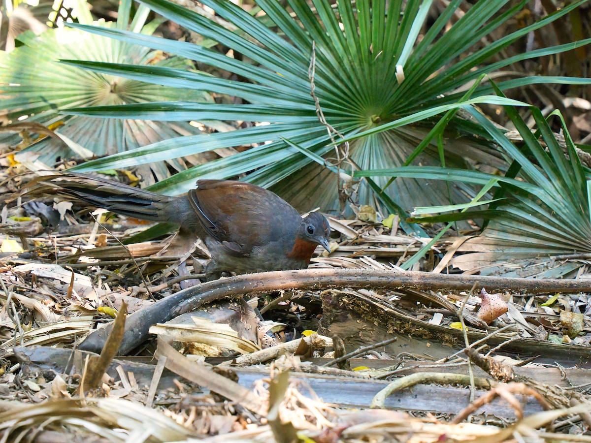 Superb Lyrebird - ML642747168