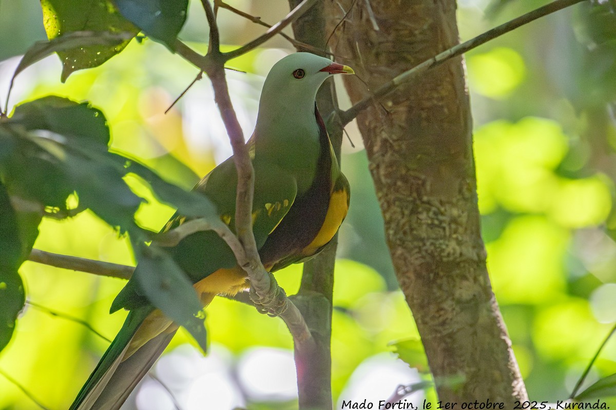 Wompoo Fruit-Dove - ML642747169