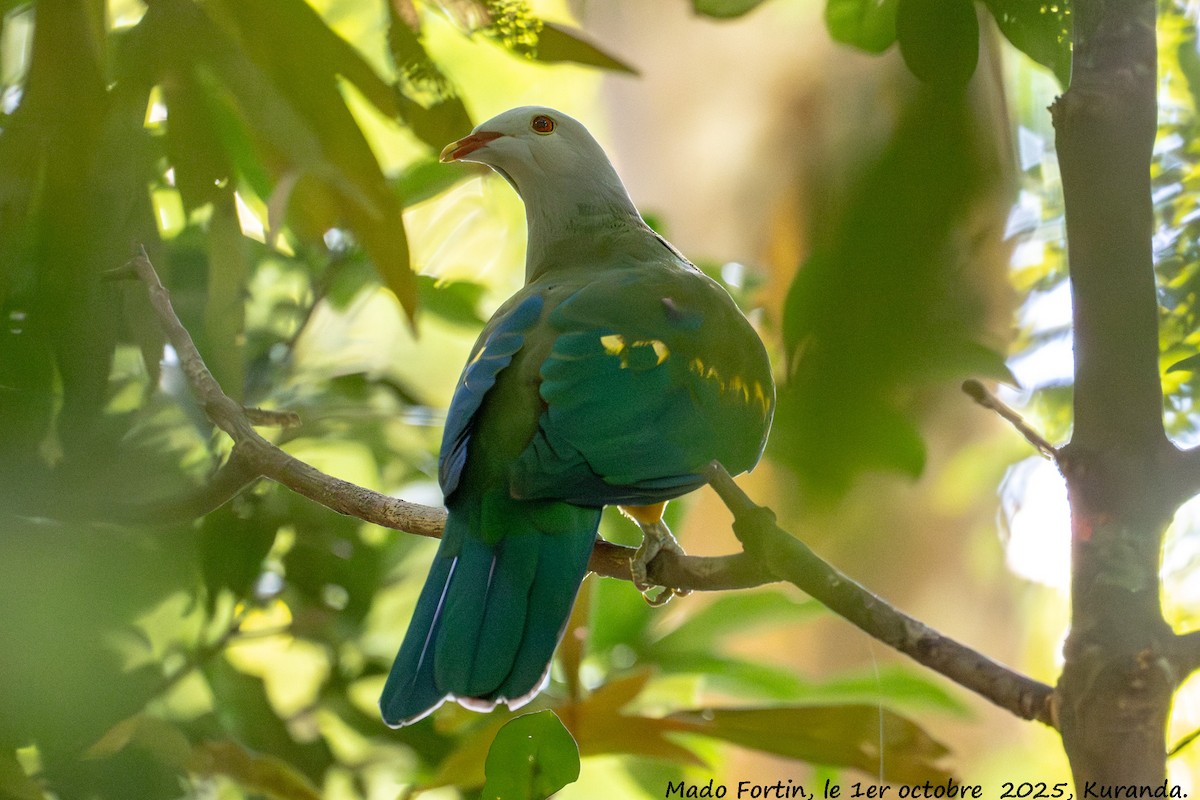 Wompoo Fruit-Dove - ML642747170