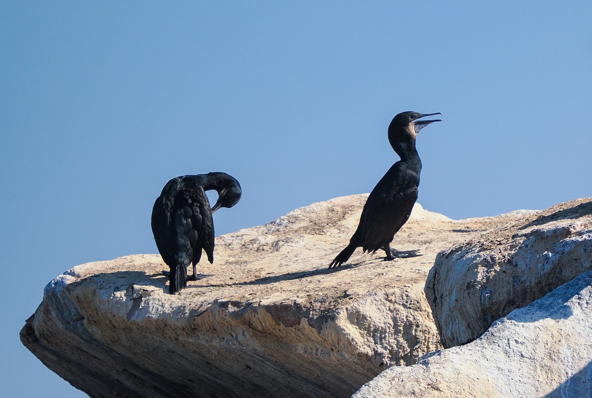 Brandt's Cormorant - ML642747173
