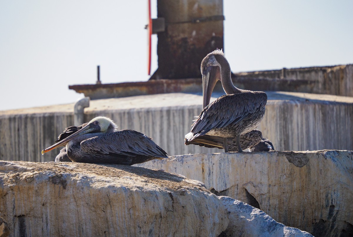 Brown Pelican - ML642747176