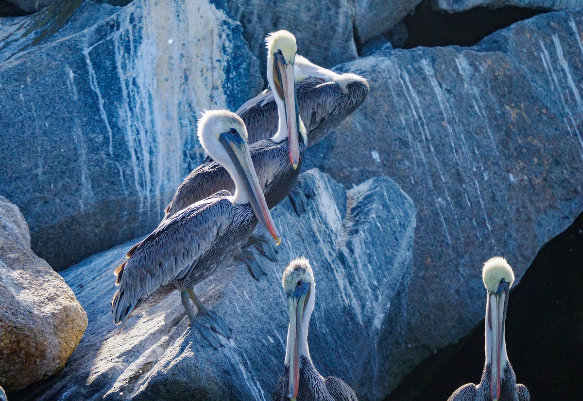 Brown Pelican - ML642747178