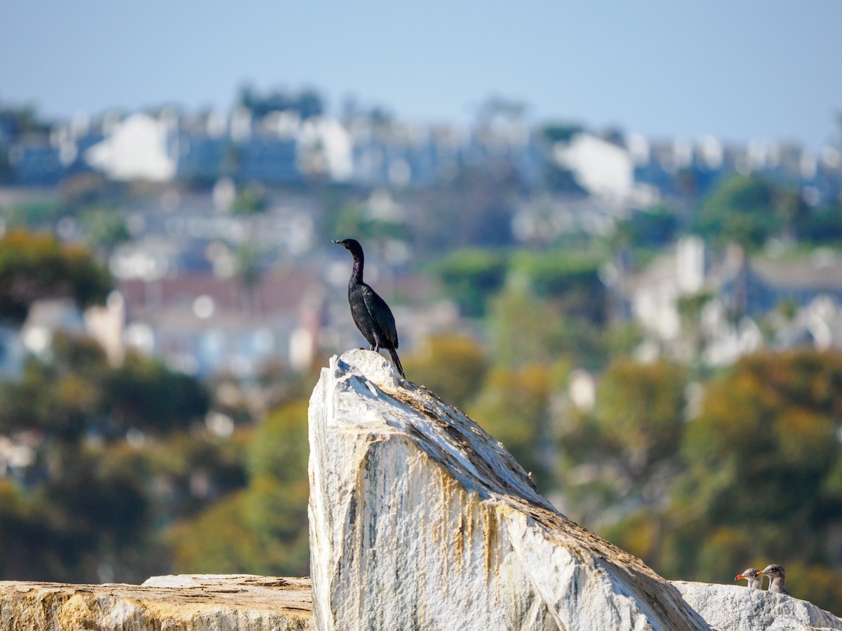 Pelagic Cormorant - ML642747185