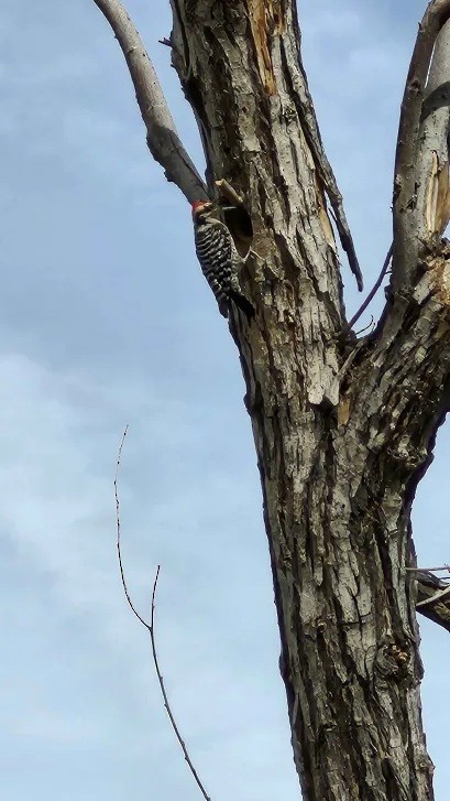 Ladder-backed Woodpecker - ML642747205