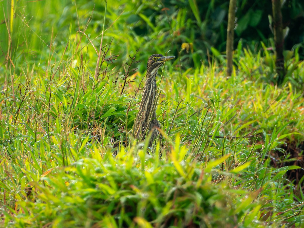 Black Bittern - ML642747206