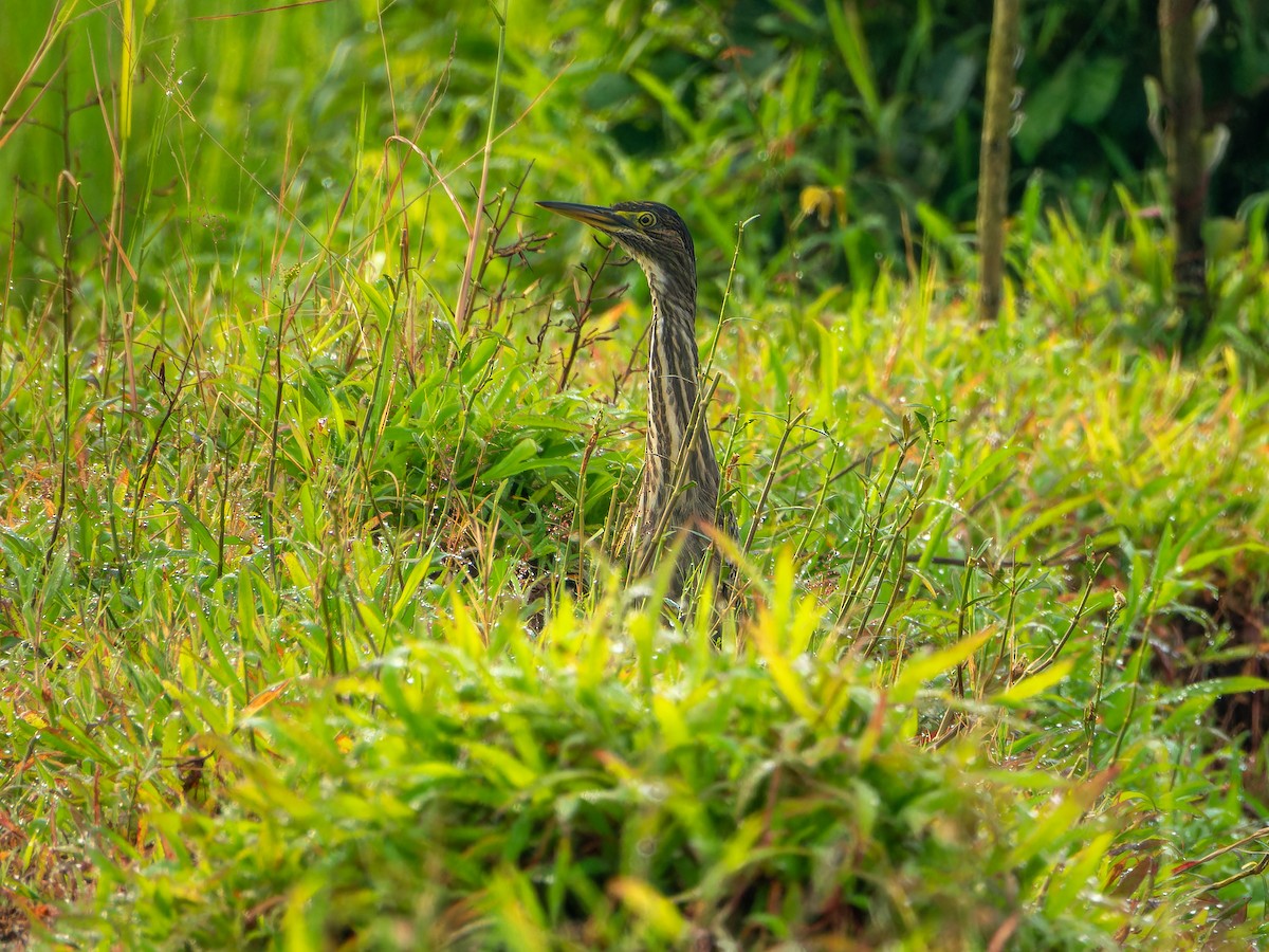 Black Bittern - ML642747207