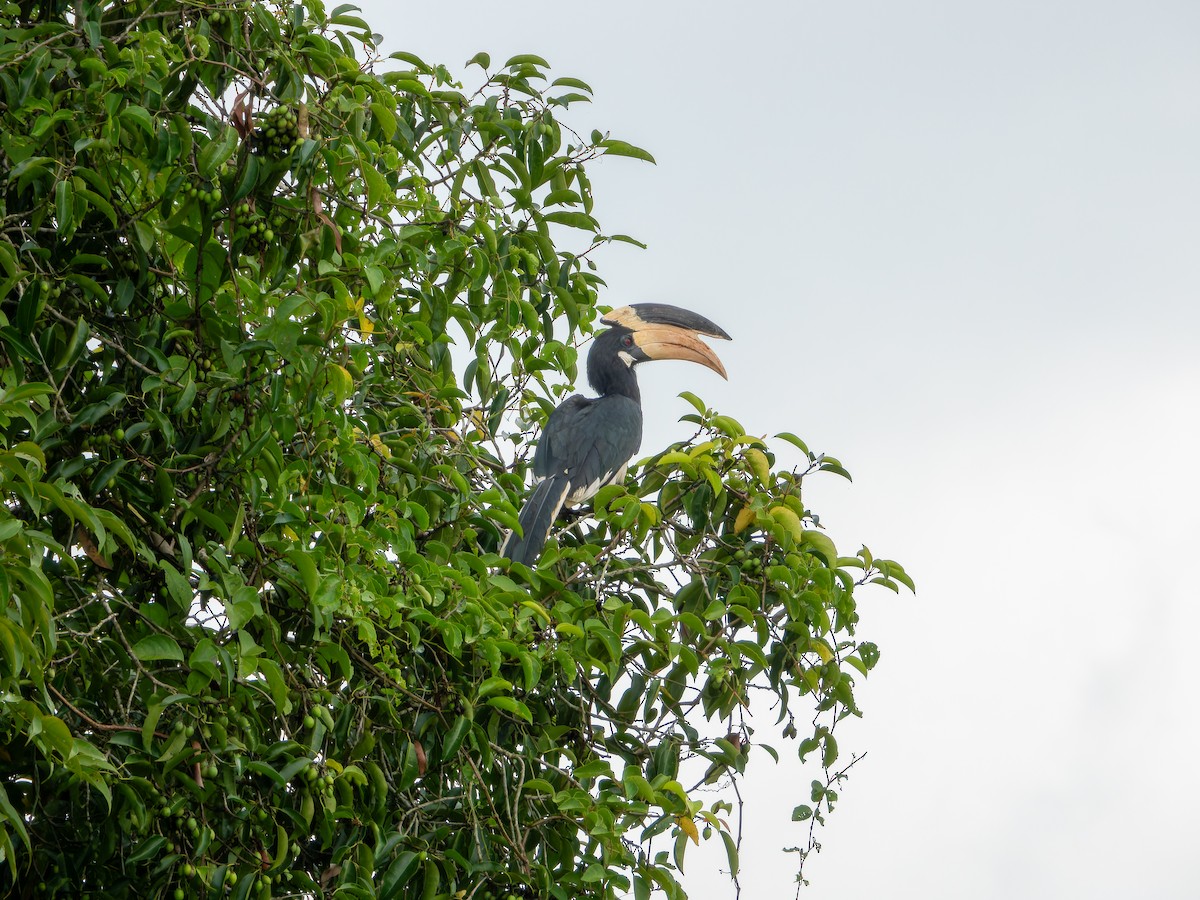 Malabar Pied-Hornbill - ML642747210