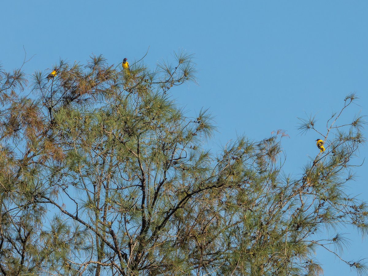 Black-hooded Oriole - ML642747218