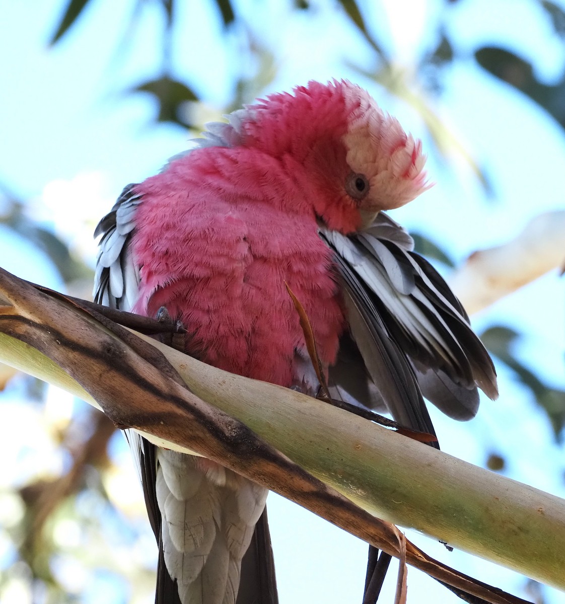 Galah - ML642747219