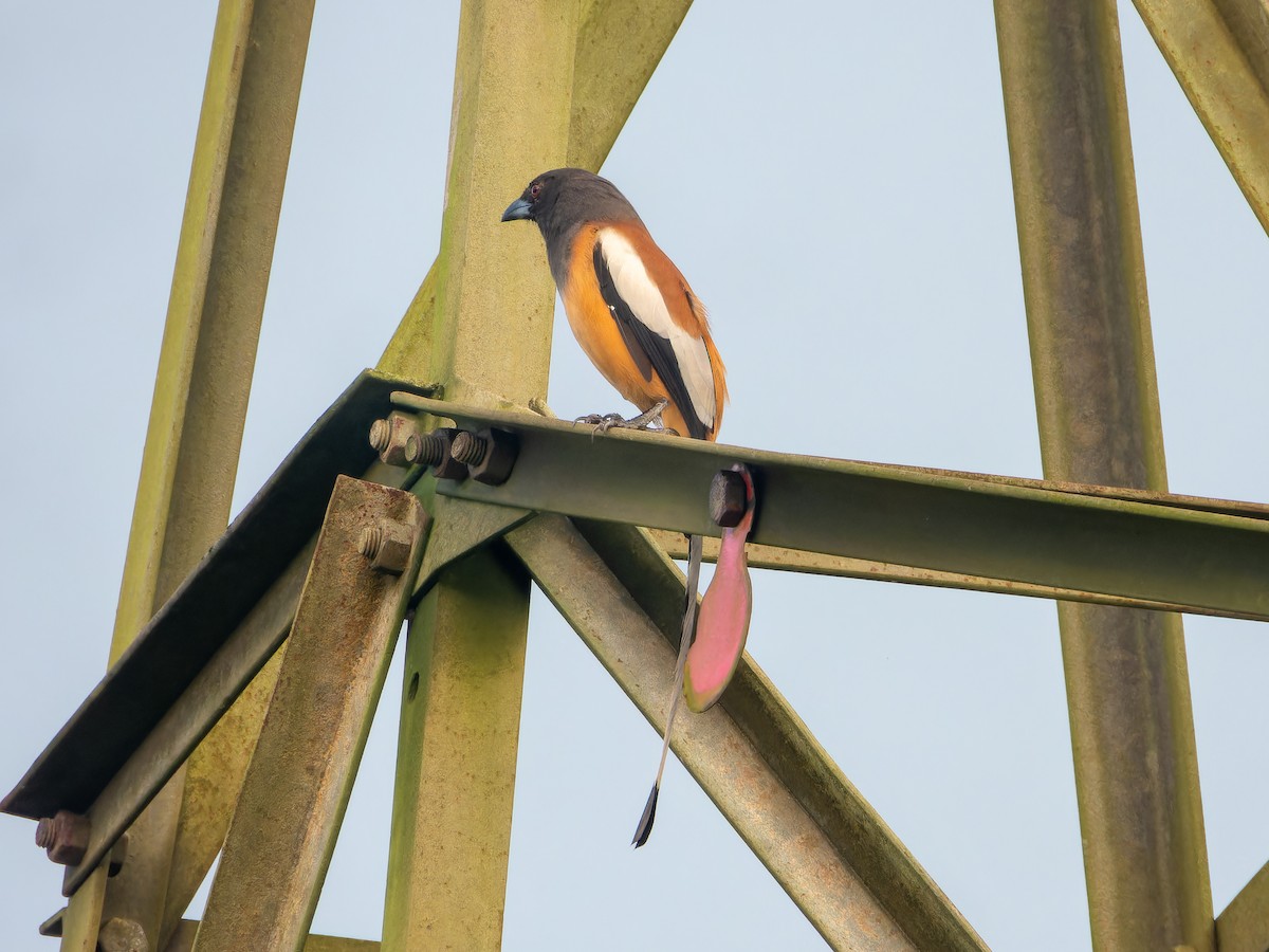 Rufous Treepie - ML642747225
