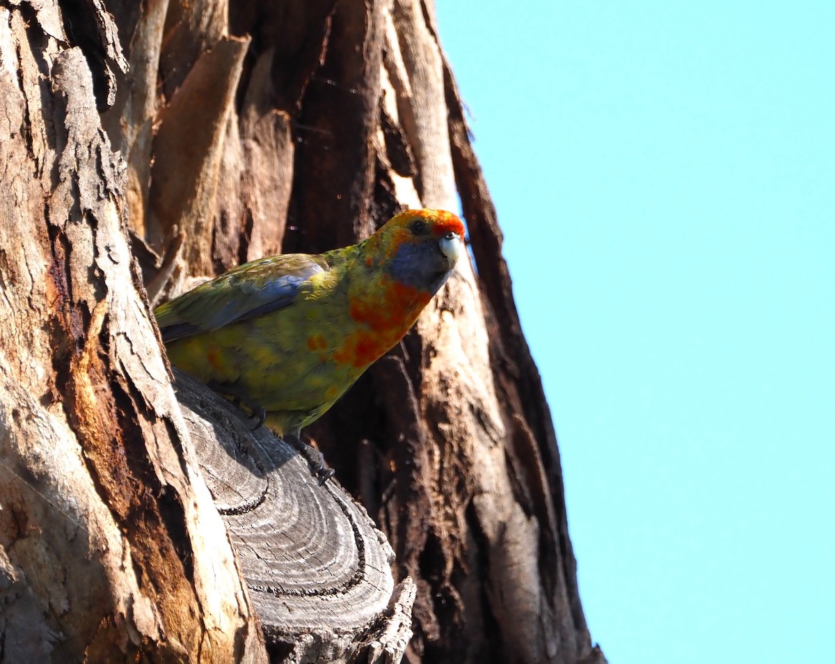 Green Rosella - ML642747226