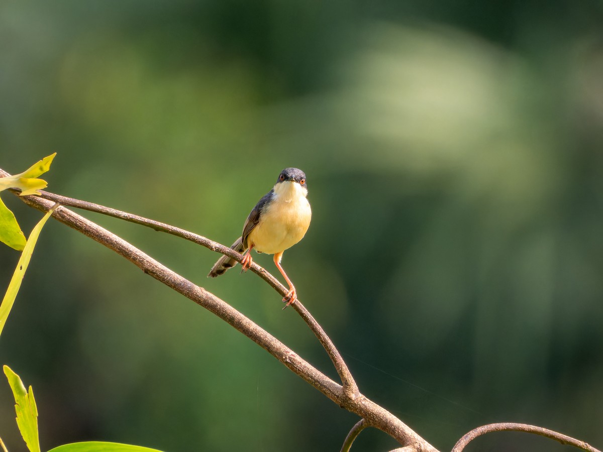 Ashy Prinia - ML642747227