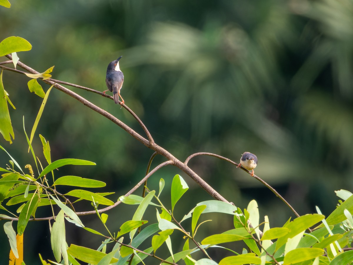 Ashy Prinia - ML642747228