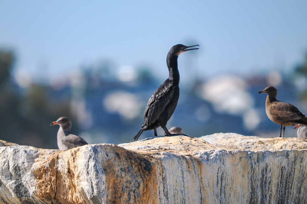 Brandt's Cormorant - ML642747236