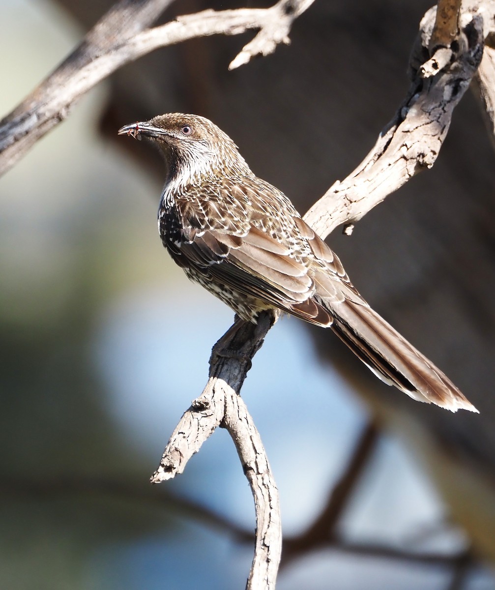 Little Wattlebird - ML642747237