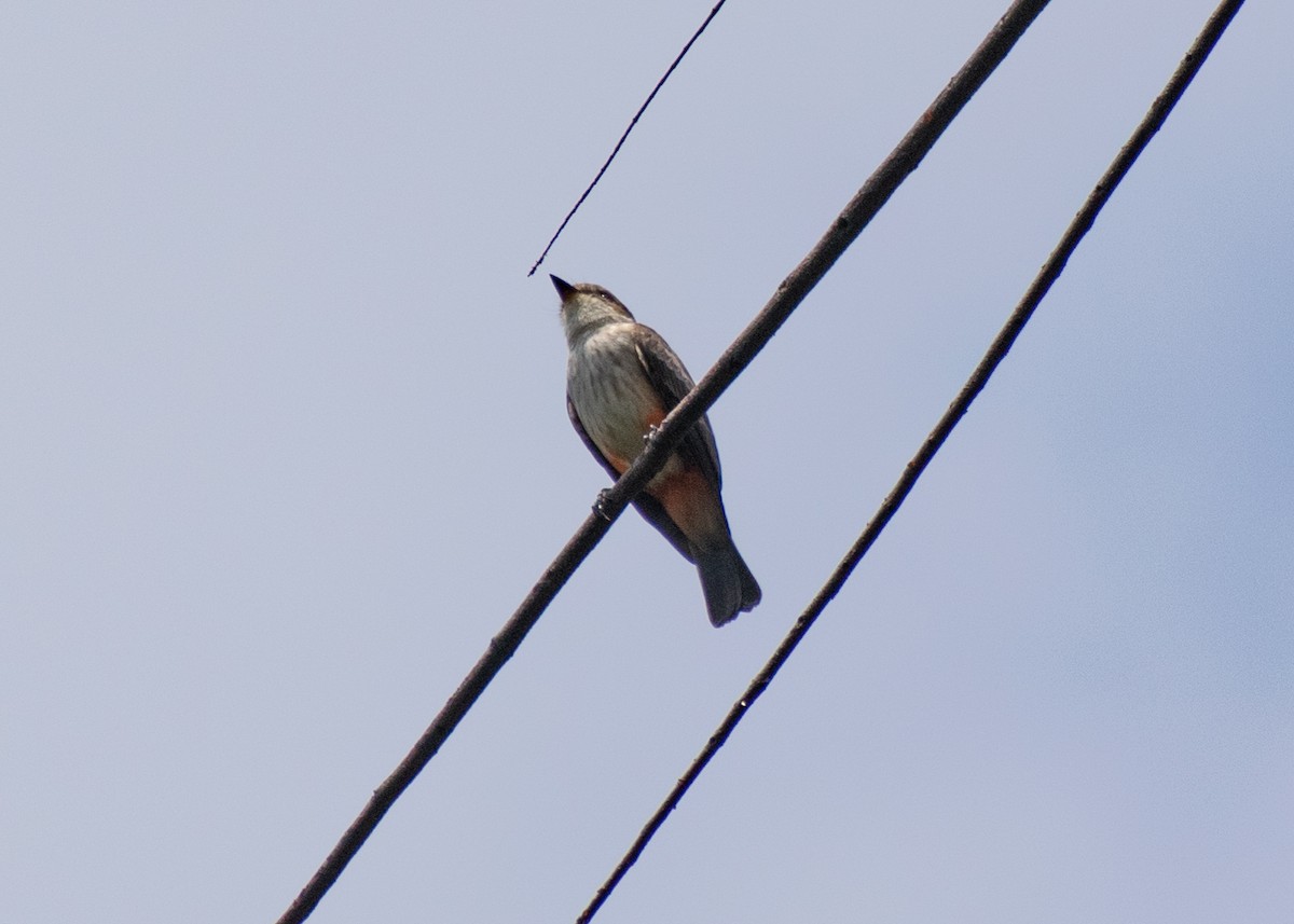 Vermilion Flycatcher (Northern) - ML642747251